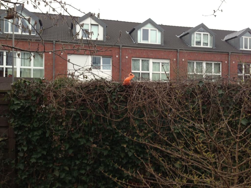 nippes_hinterlassenschaften