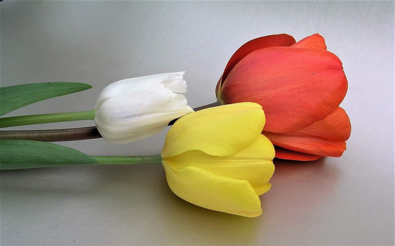 Tulpenmanie und analoge Spiele